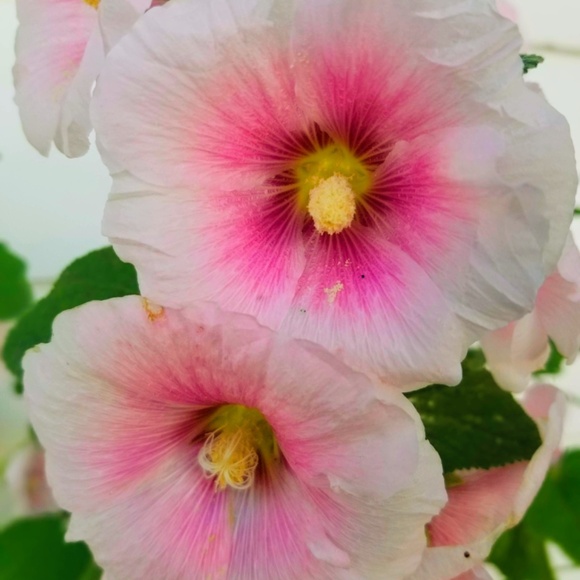 Meet your Posher, Rammy - Picture 7 of 8